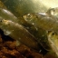 River herring are migratory fish that range along the East Coast from Florida to Maine.