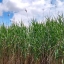 A patch of Phragmites grows on a sunny summer day.