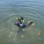 A snorkeler examines aquatic plants in the Susquehanna River.