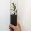 A hand holds up a clear tube of sediment and a plant.