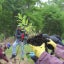 Hands holding a plant and loosening the soil around its roots while other people nearby dig holes for more plants