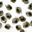 Oyster larvae in the free-swimming stage