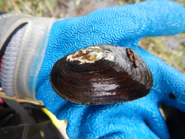 American Eels and Mussels: An essential relationship