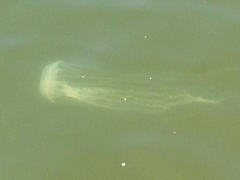 jellyfish photographed from pier at Chesapeake Biological Laboratory