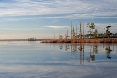 Wetlands grow near water and a clear sky.
