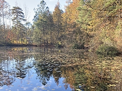 Seasonal changes on view at a small pond. Photo credit: Lisa Tossey / MDSG