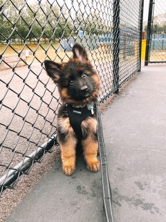 My puppy, Nova, has required lots of time but offered lots of joy. Photo credit: Samantha Schiano