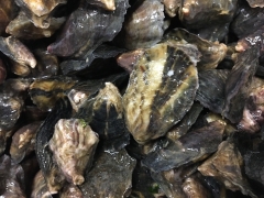 Juvenile Pacific oysters, Crassostrea gigas. Photo courtesy of Colleen Burge
