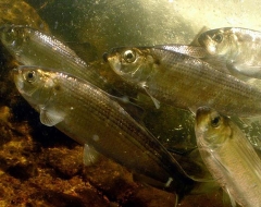 River herring are migratory fish that range along the East Coast from Florida to Maine.