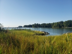 A living shoreline in Talbot County, Maryland.