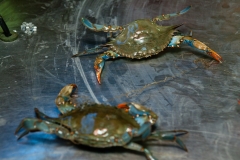 Two blue crabs sit on a metal table.