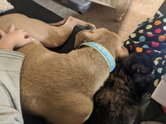 My new colleagues and expert cuddle buddies. Hobie is a mixed breed and Bobbi is a tortoiseshell cat.