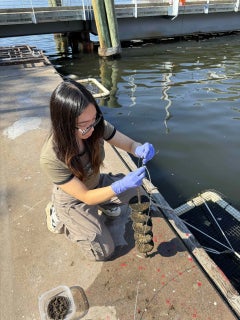 A young woman kneels on a floating platform in the Baltimore Harbor and handles a rack of biofilm discs
