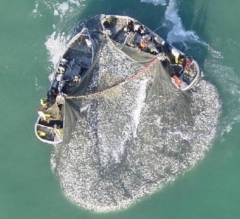 Purse seining for menhaden