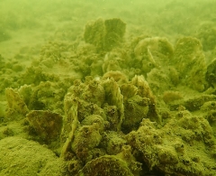 Image of a reef in Harris Creek. Credit: Oyster Recovery Partnership