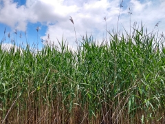 A patch of Phragmites grows on a sunny summer day.