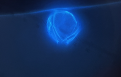 A Coolia tropicalis organism as seen under a microscope.