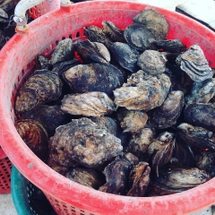 Year-round oysters is relatively new in the Chesapeake, but it's catching on. Photograph: Adriane Michaelis