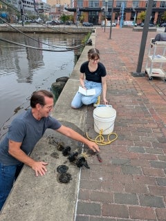 A young woman kneels beside the water in Baltimore's inner harbor with a notepad in hand. A man pulls biofilm discs from the water and lays them on the concrete and brick path