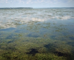 Susquehanna Flats