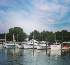 Docked boats