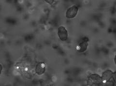 Fluorescent microspheres inside Heterocapsa rotundata