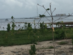 In Puerto Rico, A Bioluminescent Bay Blacks Out