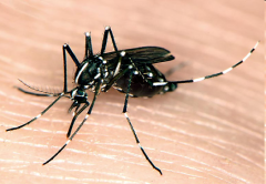 Asian tiger mosquito (Ades albopictus)