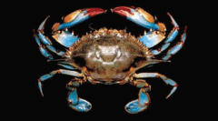 blue crab 