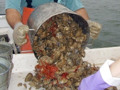Half bushel of oysters