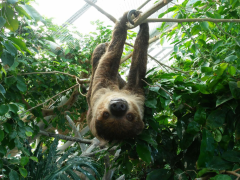 A Sloth Named Ivy. Credit: Carrie Perkins