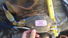 blue crab tagged