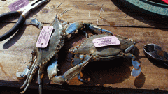 photo of tagged blue crabs