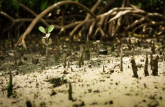 red mangrove