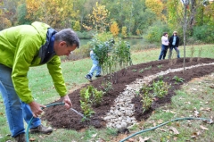 rain garden planting