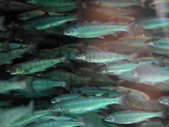 Atlantic salmon in an aquaculture tank.