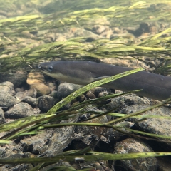 An American eel swims in Buffalo Creek off the Susquehanna River after being tagged as part of a growth monitoring study.