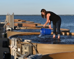 Shannon Hood holds pours water from a blue bucket while standing in an oyster tank