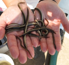 Close up image of two bare hands holding a handful of young eels.