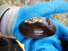 An adult Eastern ellipito mussel in a hand wearing a blue glove