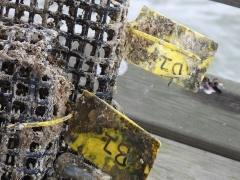A stack of oyster bags, tagged to indicate where they are located within a grower’s lease on the Patuxent River, leans against a dock as Brendan Campbell prepares to remove their oysters for measuring. Photo credit: Wendy Mitman Clarke / MDSG