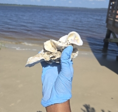 A gloved hand holding an oyster shell on a beach