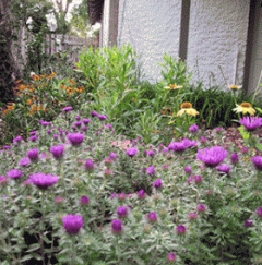 photo of garden with Bay-scaping