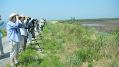 Birders line up on the southern edge of Poplar Island is scout for bird species.