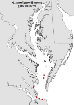 satellite image of A. Mon harmful algal bloom in Chesapeake Bay