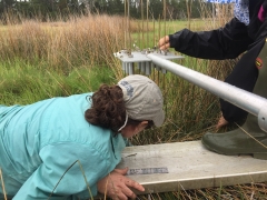 Keryn Gedan lowers the pins to the marsh’s surface. 