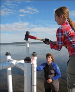 photo of research Cassie Gurbisz doing field research on the Susquehanna Flats