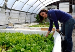 aquaponics veggies