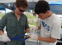 Taking blood from a blue crab