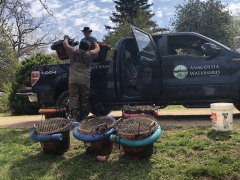 Jorge Bogantes Montero of the Anacostia Watershed Society loads the mussels up on Blue Jeans, the AWS' pickup truck, for transport to the Anacostia. 